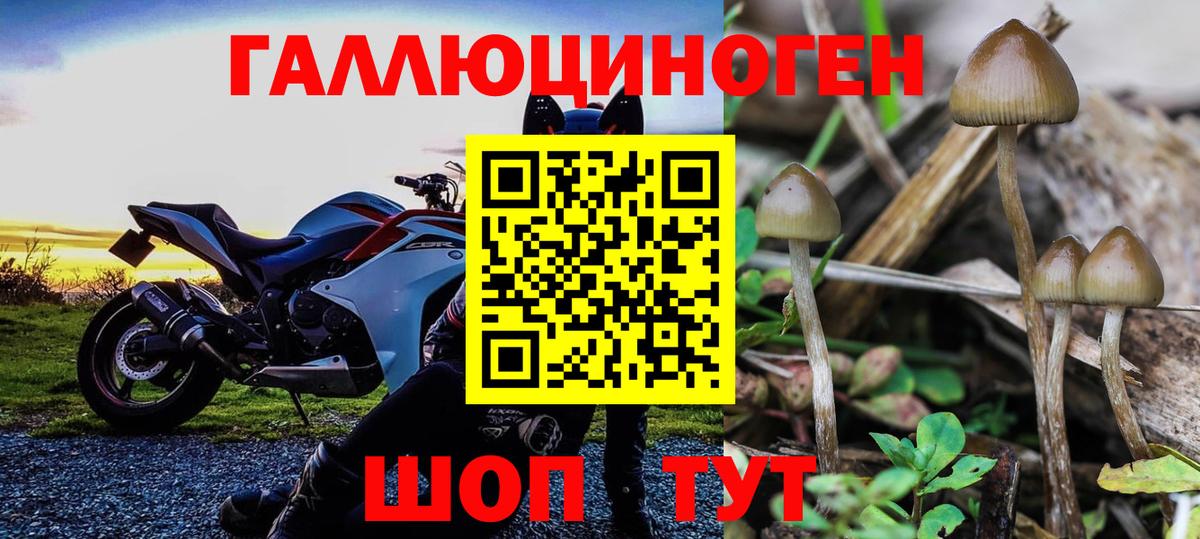 где купить наркоту  Мирный  Галлюциногенные грибы Cubensis 